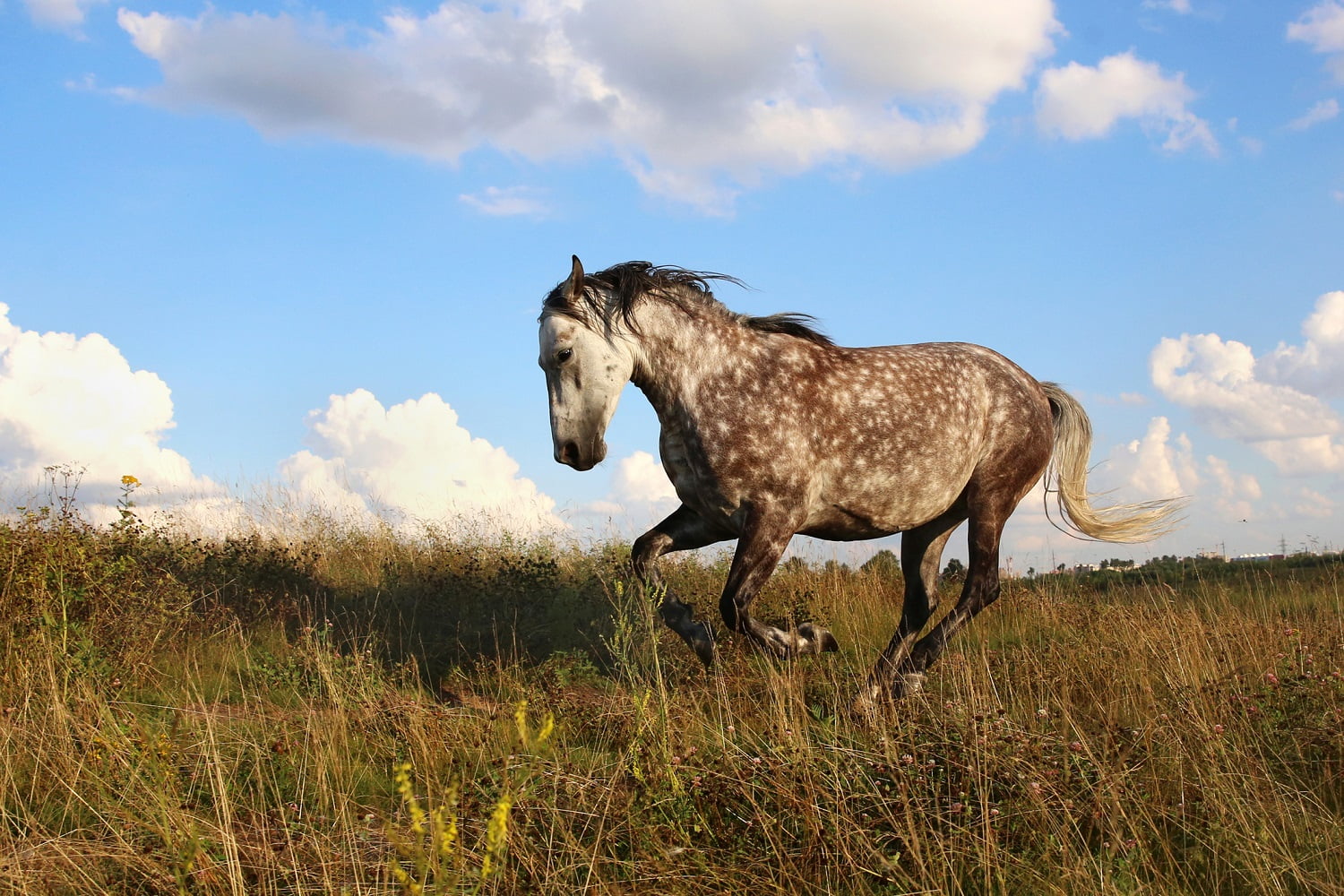 Spotted Horse Ranch