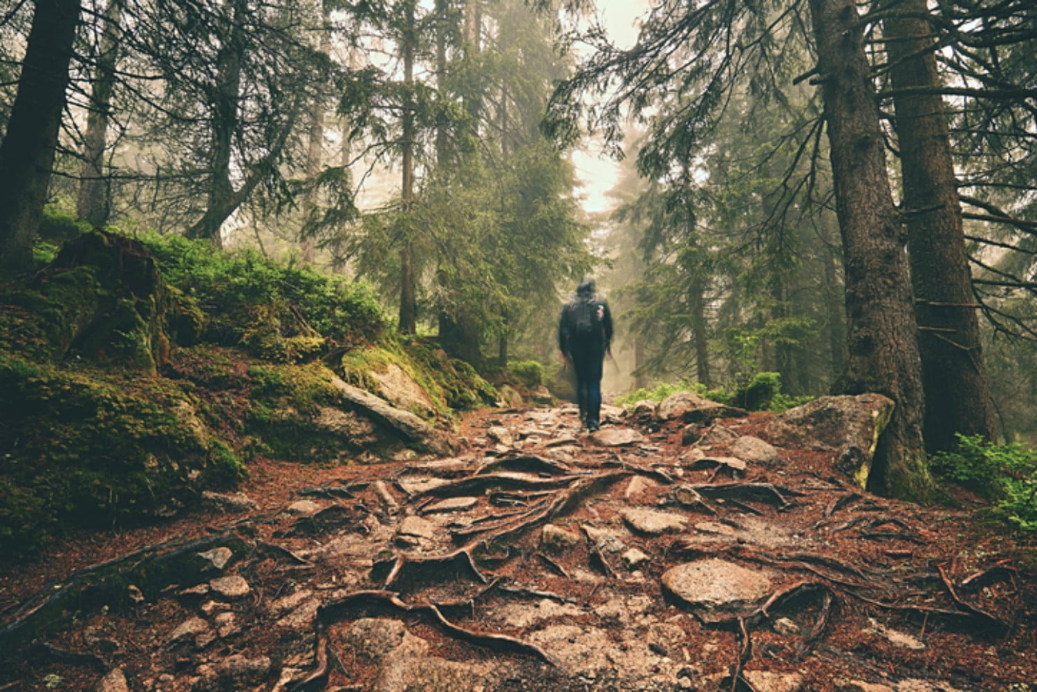 person hiking through woods of a mountain