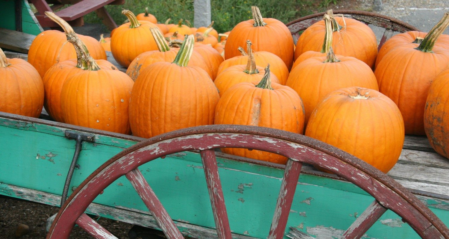 pumpkins in ohio in the fall