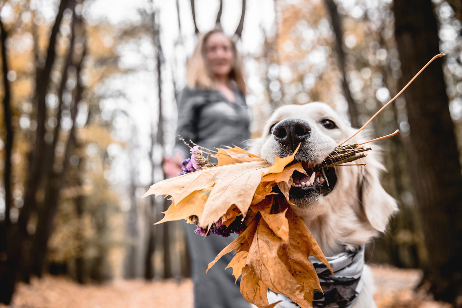 Dog hiking with leaves in his mouth.