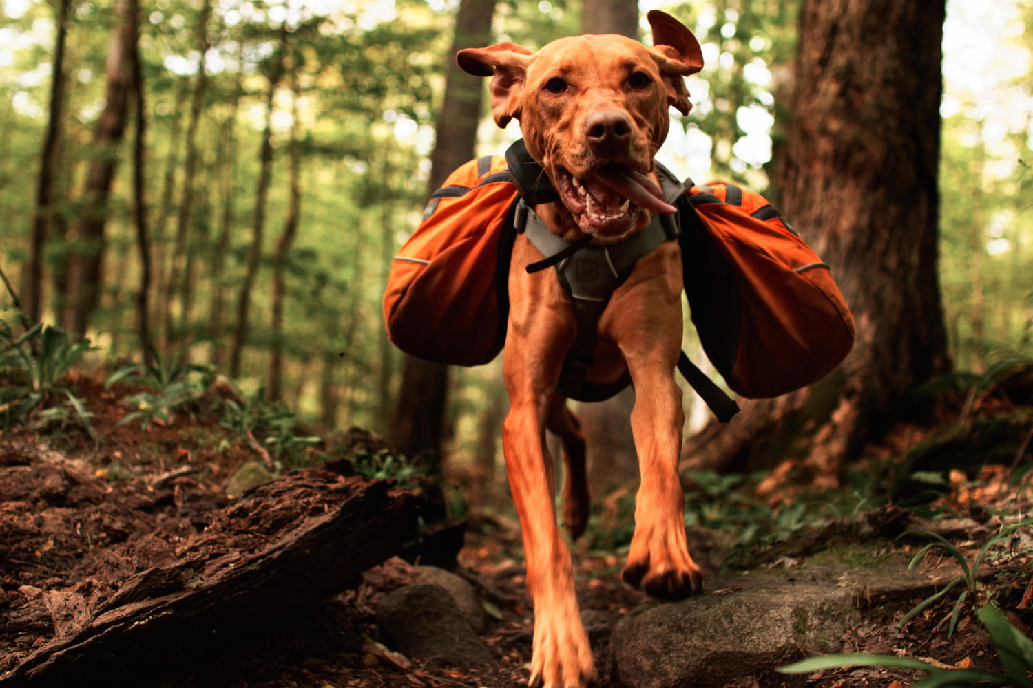 Dog hiking through the woods with a backpack on.