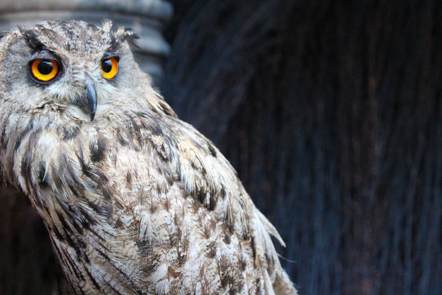 light colored owl with golden eyes