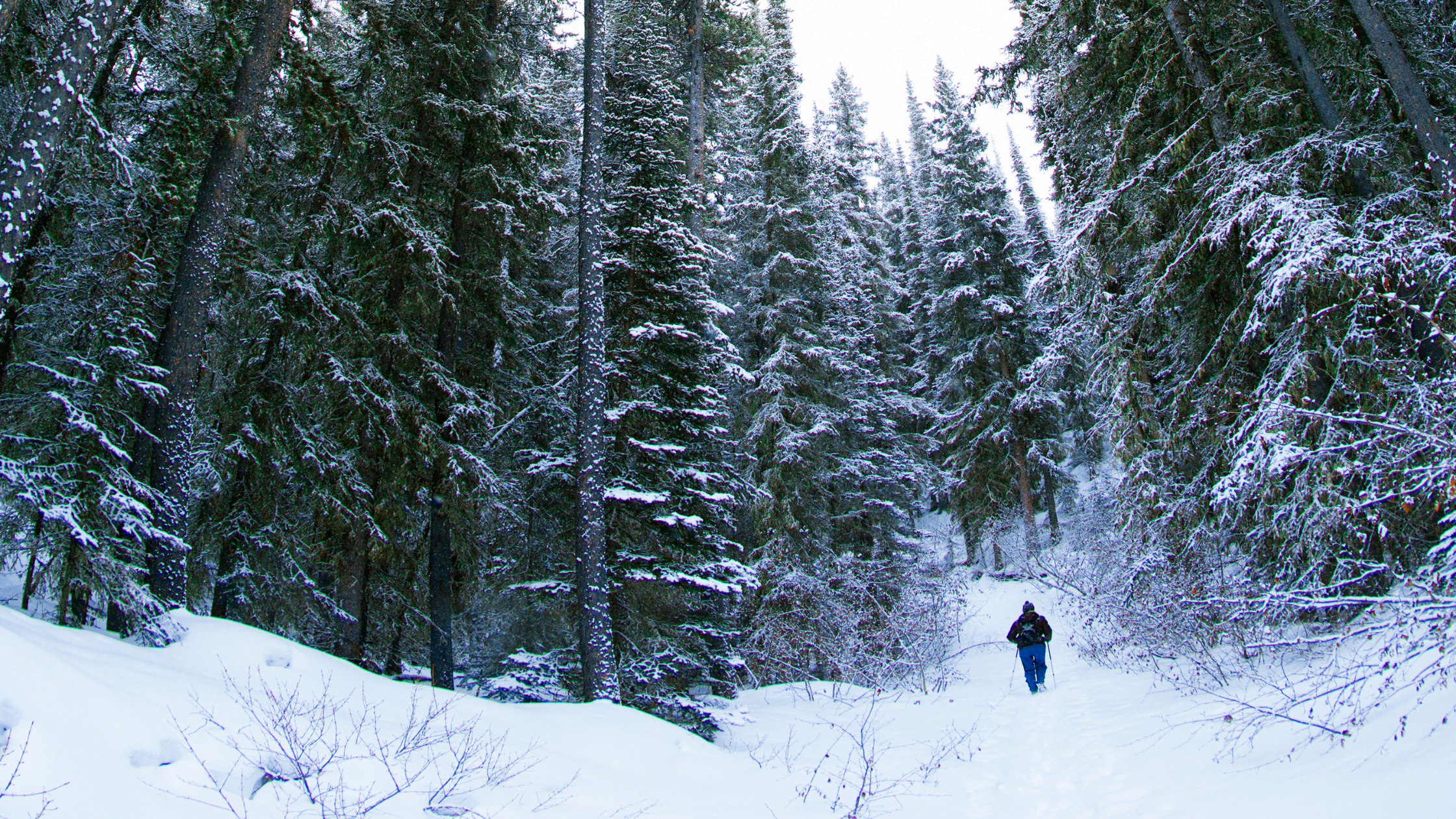 Winter Hike in the Snow