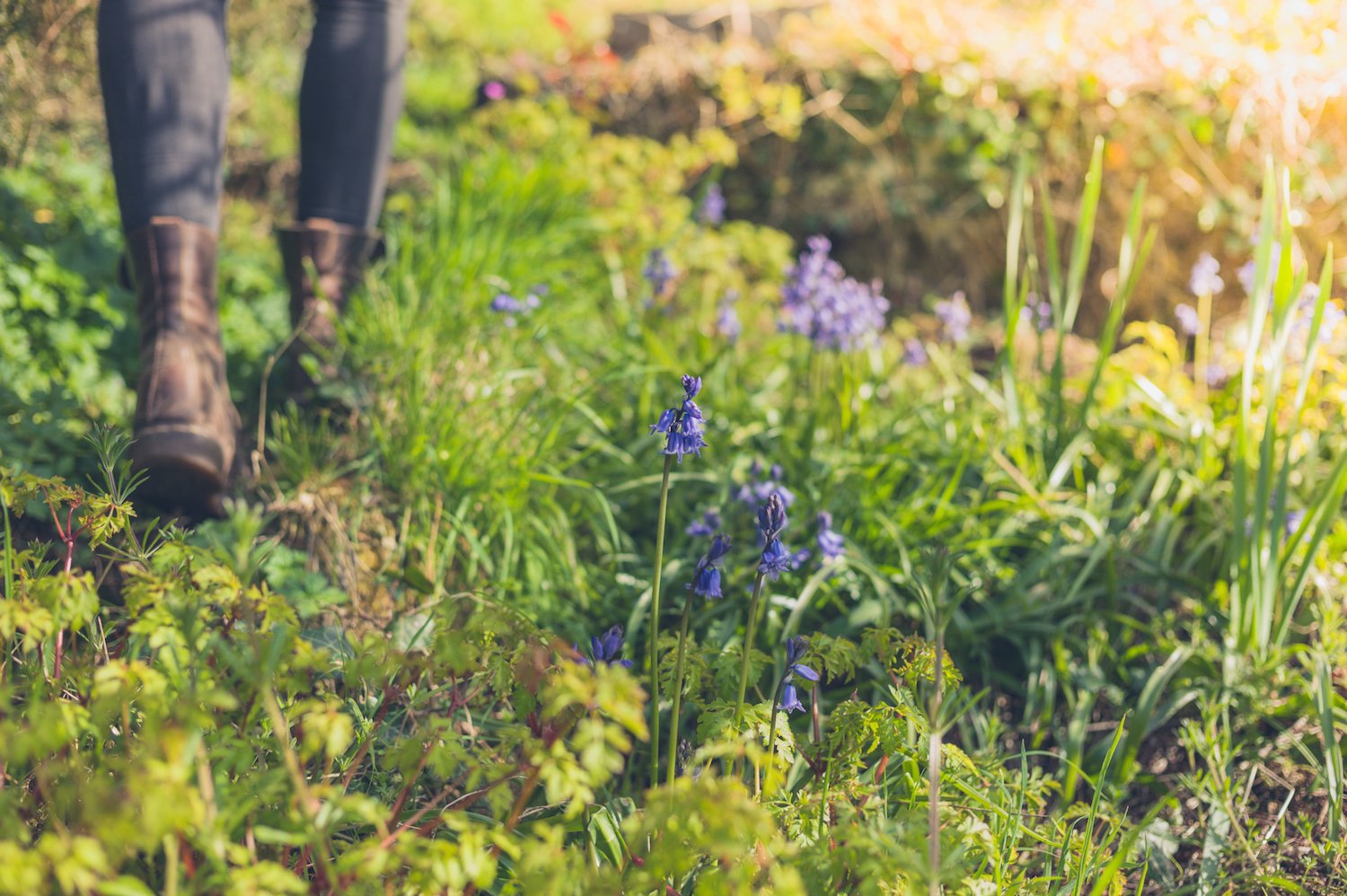 Bluebells growing in forest with person in background