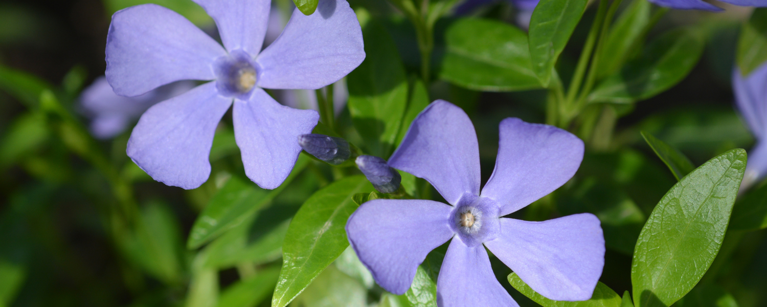 Common Periwinkle